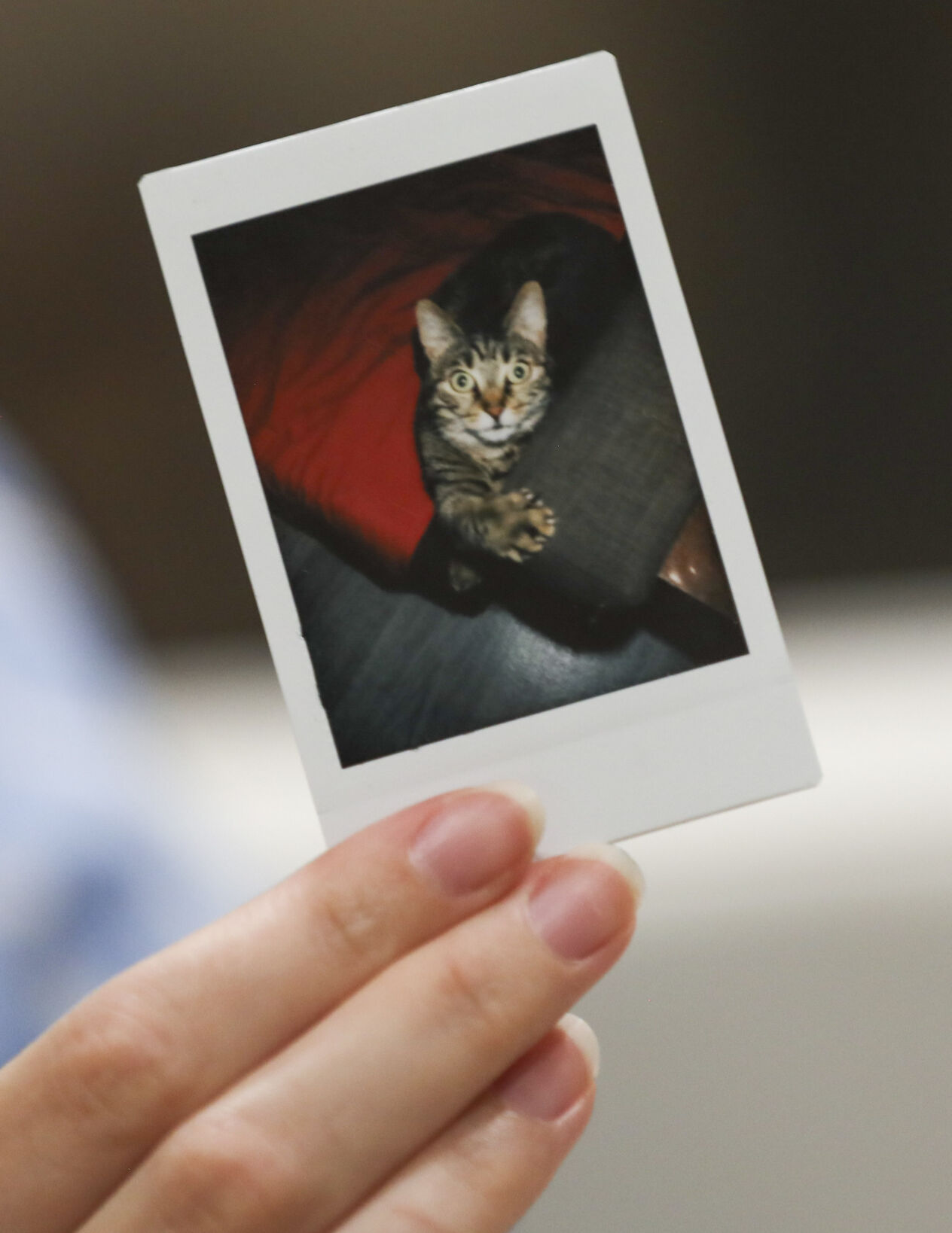 Ukrainian Refugee Cat Polaroid.JPG
